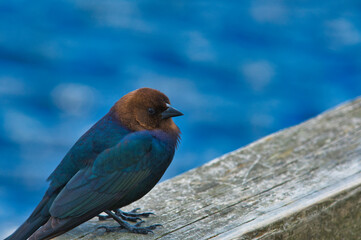Brown-headed cowbird resting on the fence.    Burnaby BC Canada
