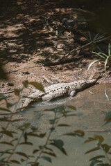 Crocodile au Costa Ria