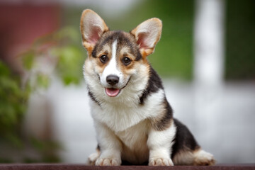 Welsh Corgi Pembroke puppy