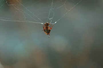 Insecte au Costa Ria