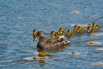Mother with ducklings swimming in the lake.   Burnaby BC Canada
