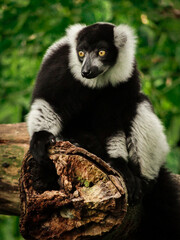 White collared lemur
