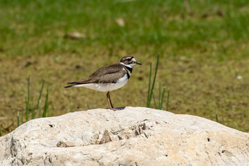 The killdeer (Charadrius vociferus) on a  coastal wetlands 