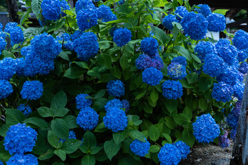 【6月】雨上がりの紫陽花【梅雨】