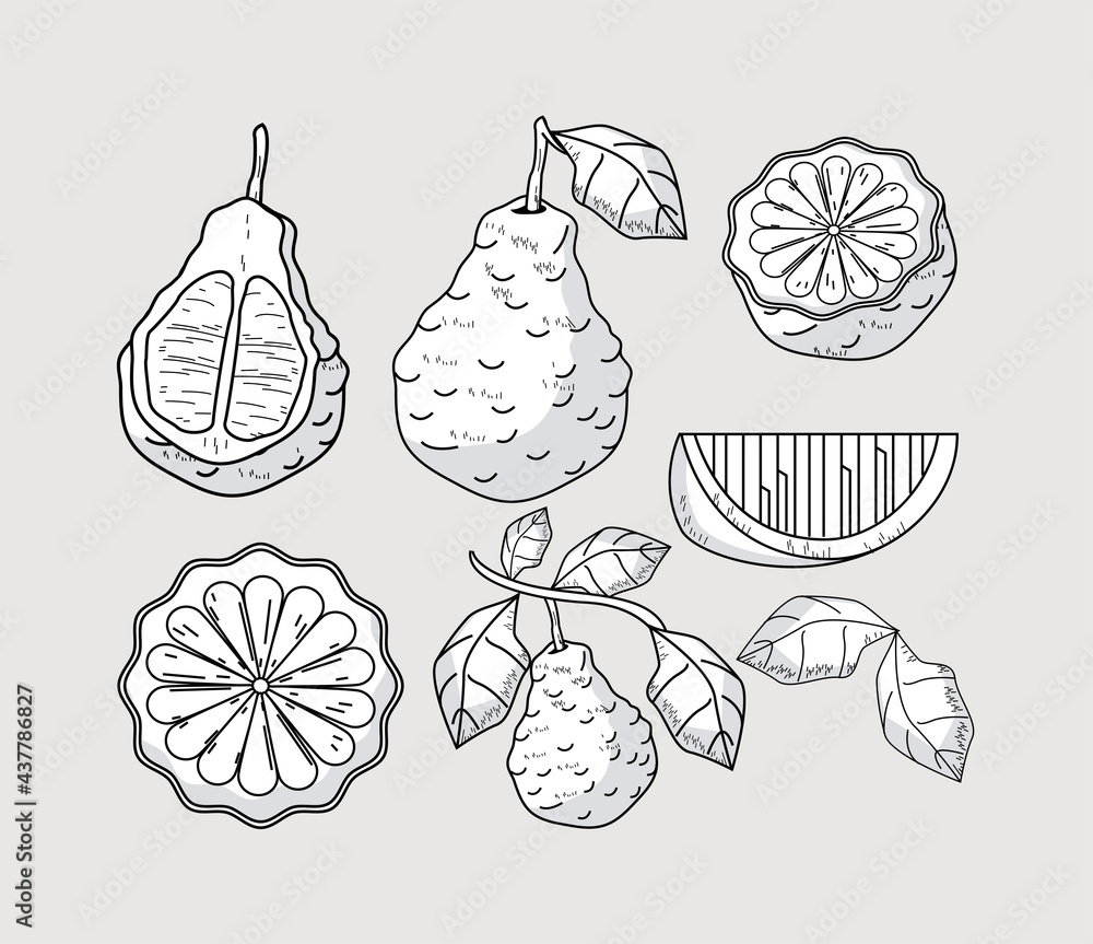 Wall mural six bergamot icons