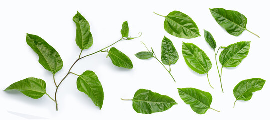 Passion fruit leaves on white background.