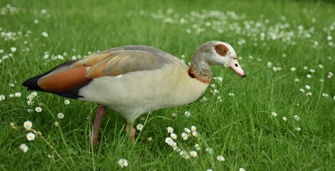 Goose with daisy in beak on lush green grass