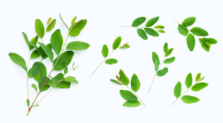 Eucalyptus leaves on white background.