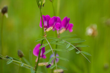 purple hairy vetch on green meadow