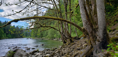 Forest by the Spring