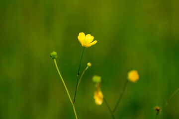 yellow buttercups on a background of green grass