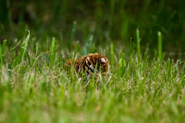 spruce cones on green grass