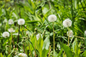 dandelion on grass