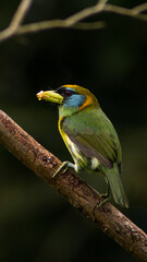 yellow billed hornbill