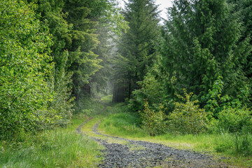 Dirt Road Leads into foggy forest