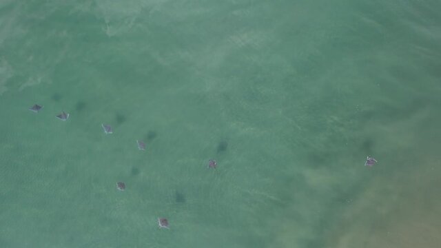 Sting rays and eagle ray swimming in the ocean and surfing waves