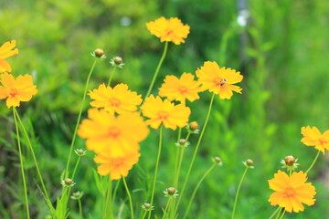 Obraz premium flower