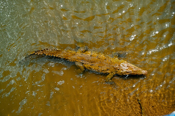 Crocodile Costa Rica