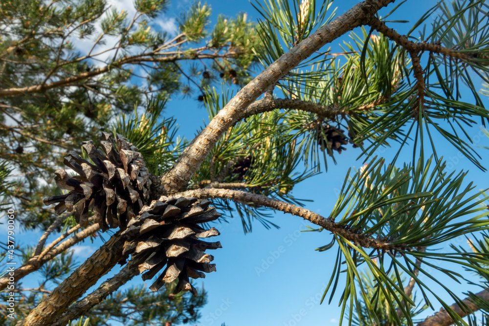 Wall mural pine branch with cones against the blue sky, beautiful landscape.