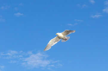 Seagull, bird, wildlife, ocean, sky
