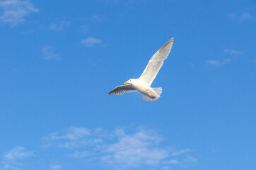 Seagull, bird, wildlife, ocean, sky