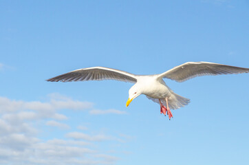 Seagull, bird, wildlife, ocean, sky