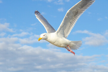 Seagull, bird, wildlife, ocean, sky