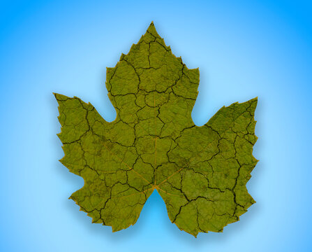 Grape leaf withered like human skin due to aging, light blue background