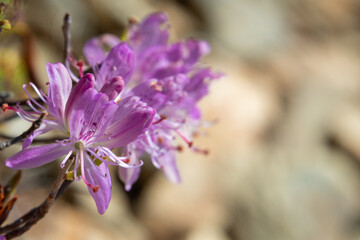 A macro or close-up of vibrant purple rhododendron flowers with deep green leaves. The colorful violet shrub has multiple open blooms with deep pink pistil and stamen in the white colored centers. 