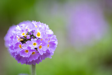 A macro of a dainty purple globe flower with yellow centers in the petals. The round flower has a...