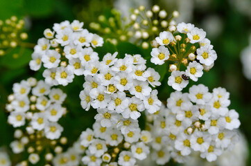 Small, white spirea flowers among green leaves on branches