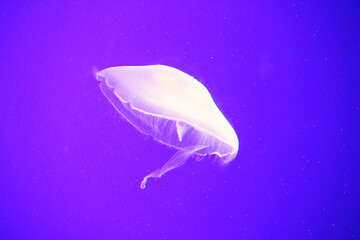 jelly fish in the aquarium