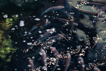 fishes in the water