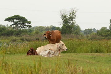 cows in the field