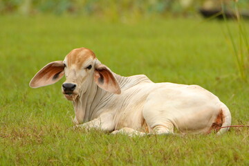 cow in the grass