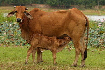 Calf and Cow 