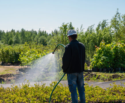 Unrecognizable person who irrigating plants manually  in nursery in Russia