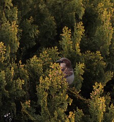 Chipping Sparrow Hiding in Tree