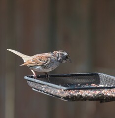 Chipping Sparrow on Bird Feeder