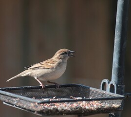 Chipping Sparrow on Bird Feeder