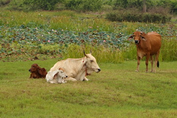 Cows and Calf in the field