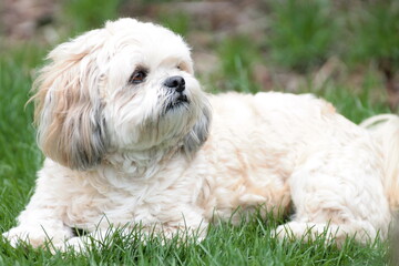 Lhasa Apso Laying in Grass Looking Up