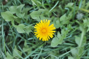 Yellow Dandelion in Grass