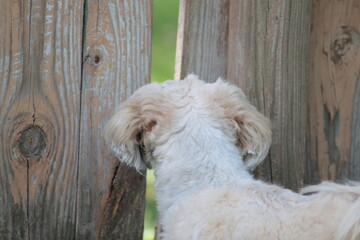 Lhasa Apso Looking Through Fence