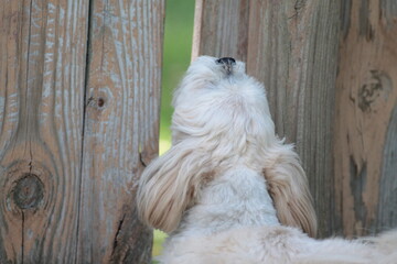 Lhasa Apso Barking and Looking Through Fence