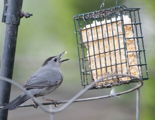 Gray Catbird Getting Food