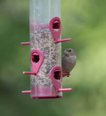 Sparrow on Bird Feeder