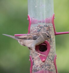 Sparrow on Bird Feeder