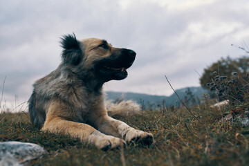 street dog outdoors in the mountains travel animals