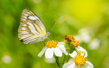 Butterfly in the flower garden